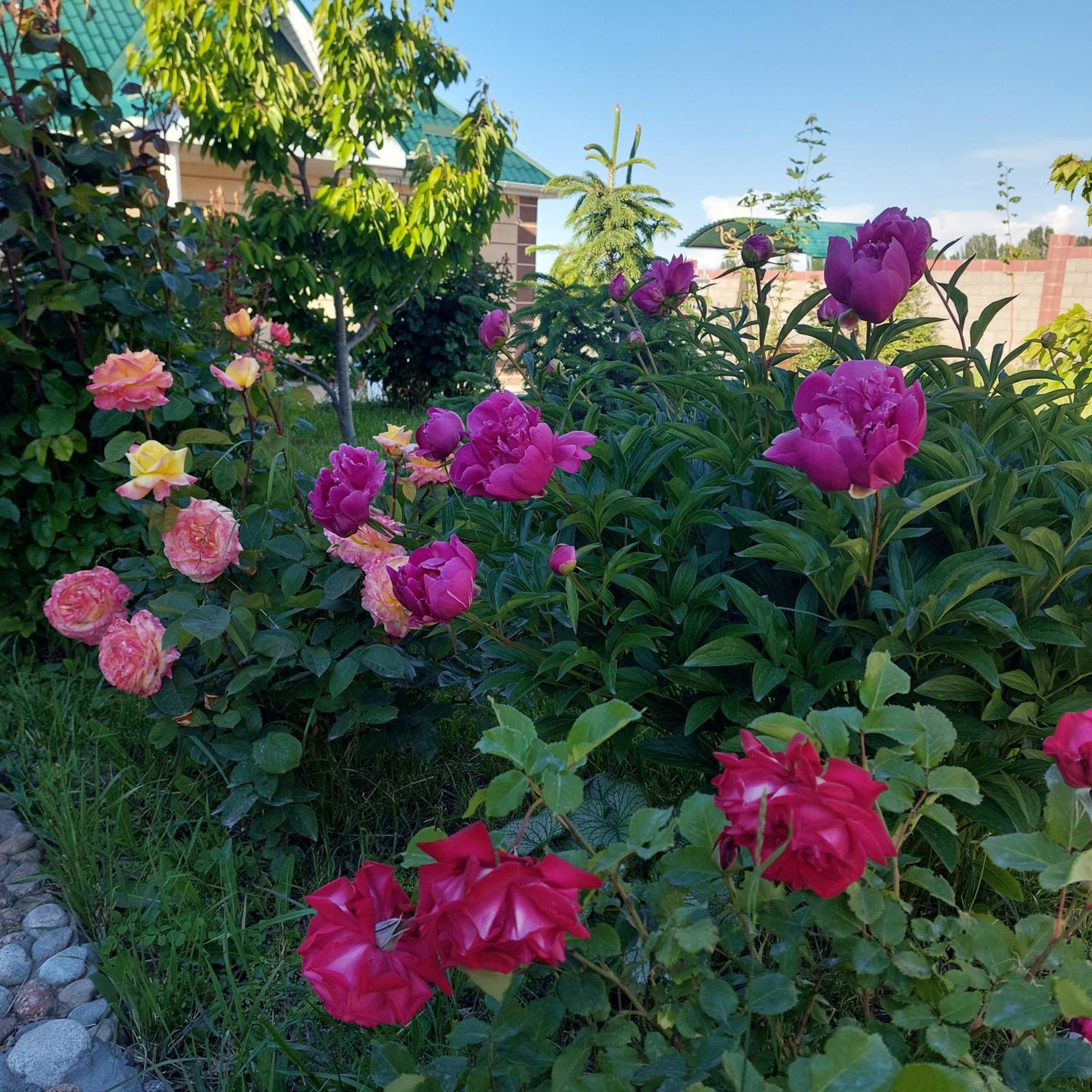 Bokonbayevo Svetlana Guest House מראה חיצוני תמונה