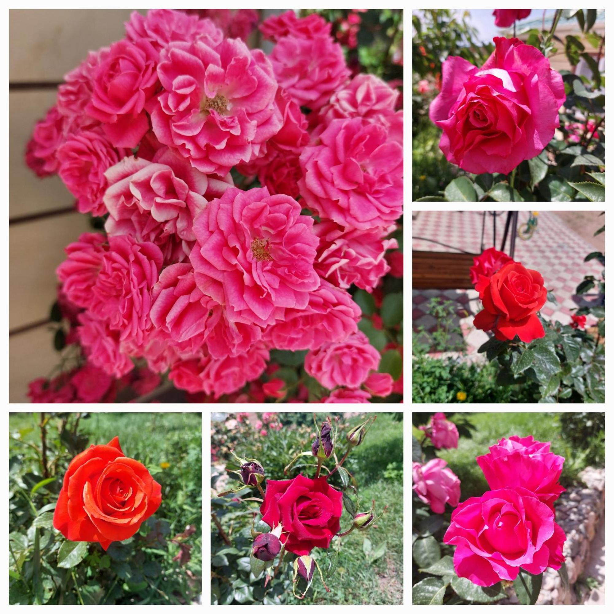 Bokonbayevo Svetlana Guest House מראה חיצוני תמונה