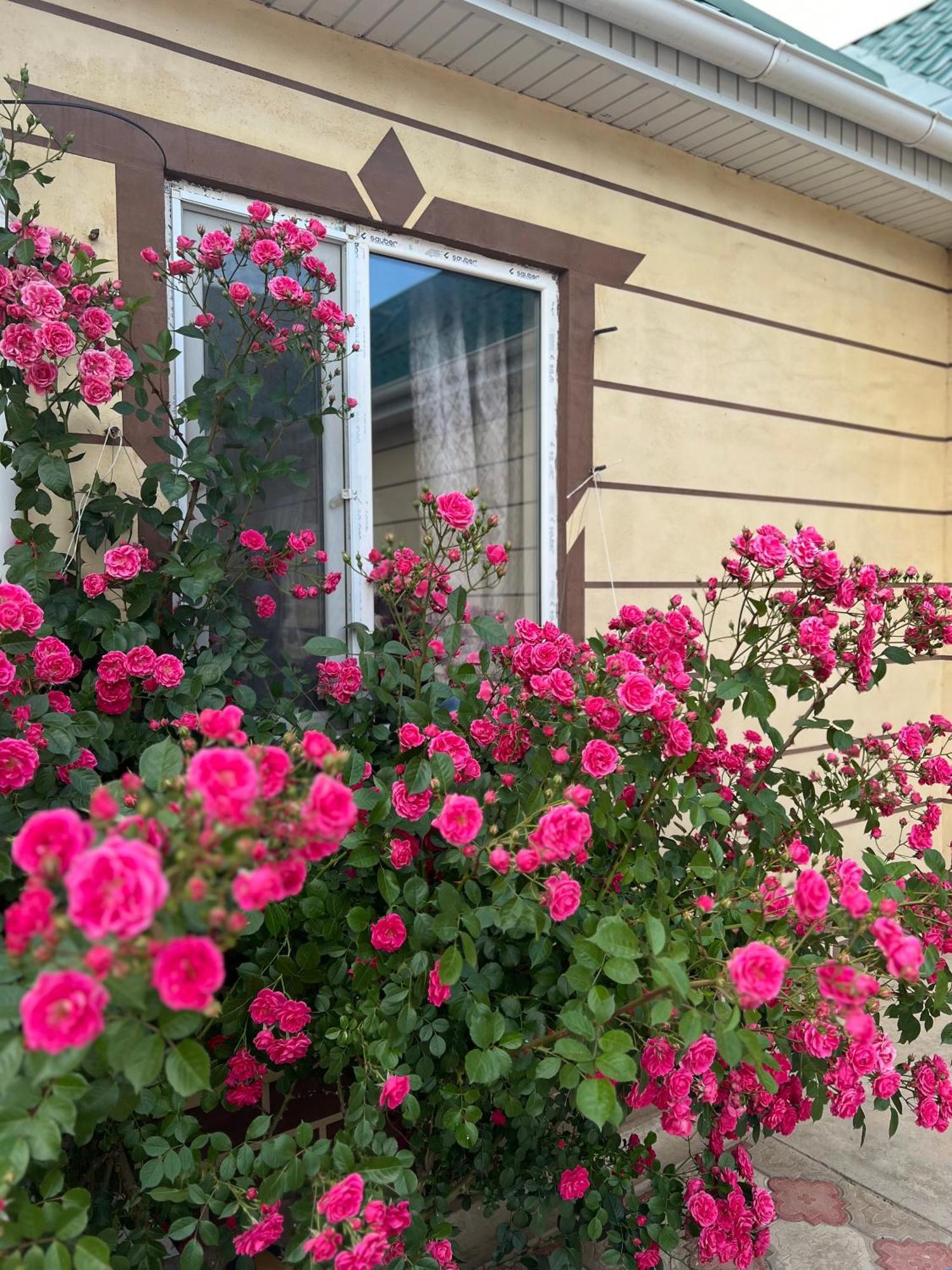Bokonbayevo Svetlana Guest House מראה חיצוני תמונה